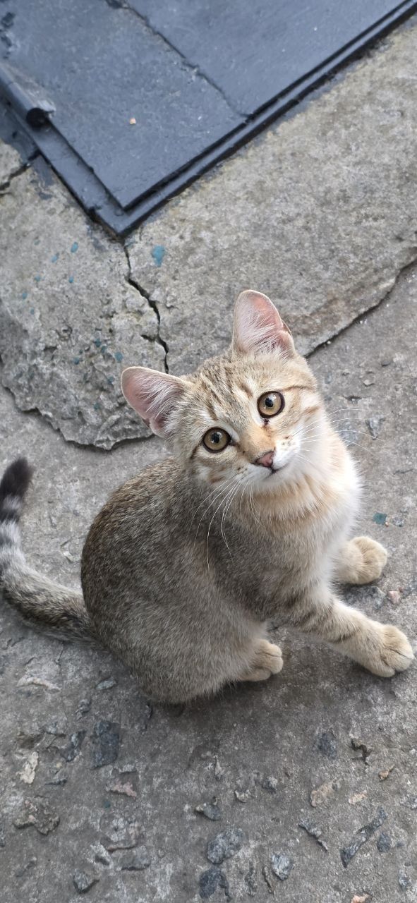 Отдам котят в добрые руки!