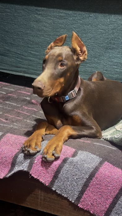 Продам добермана!