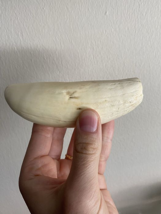Dente cachalote antigo