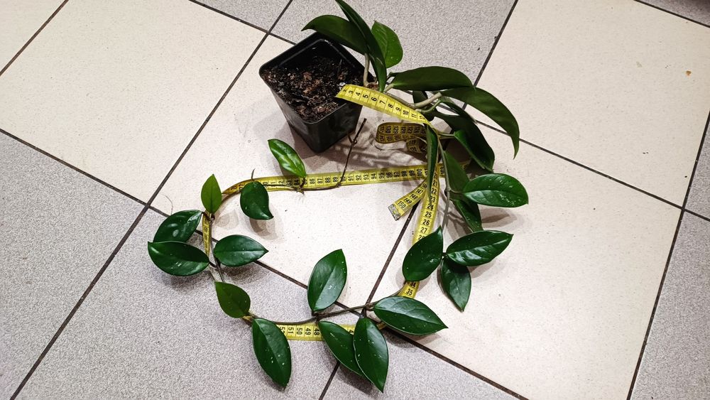 Хойя, хоя, восковой плющ