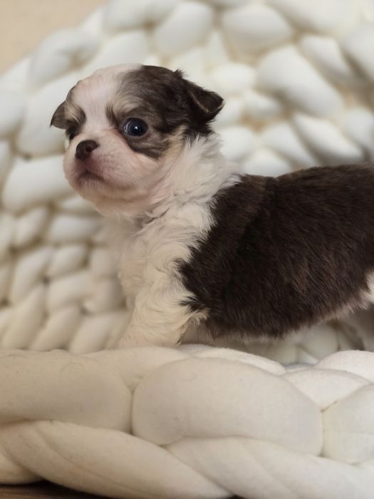 Suczka choco tricolor chihuahua ** Nutella** Długowłosa