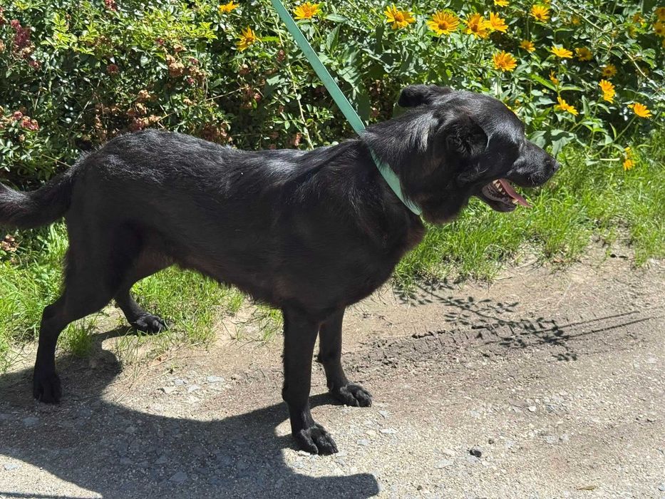 Piątek- super psiak w typie labradora