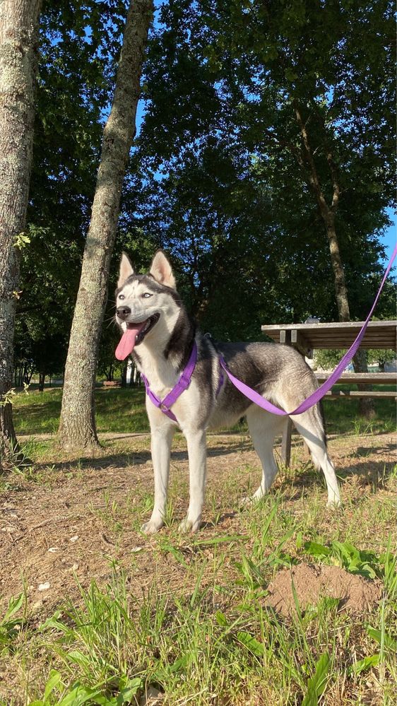 Husky siberiano clop pedigree