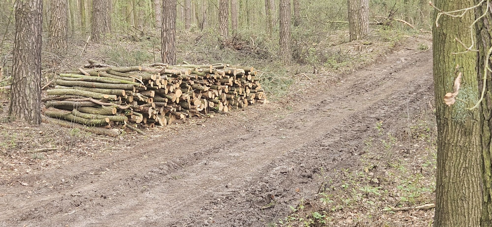 Drewno opałowe sosna brzoza czeremcha,usługi pilarskie