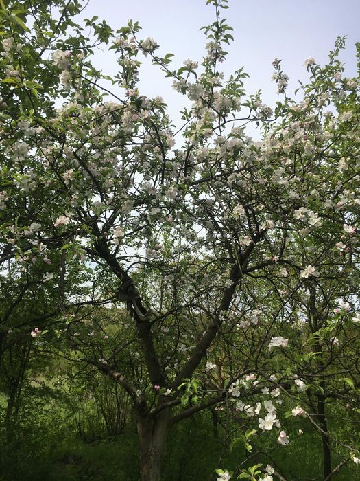 Продам цікаву земельну ділянку 17 соток біля Козова Тернопіль обл.