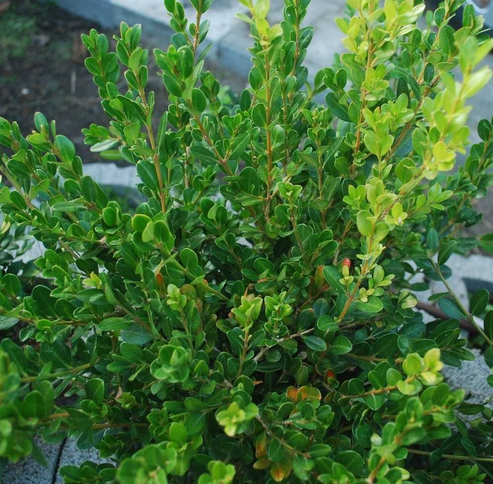 Bukszpan sinica 'Wintergreen' Buxus sinica 042