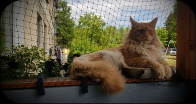 Reproduktor Maine Coon