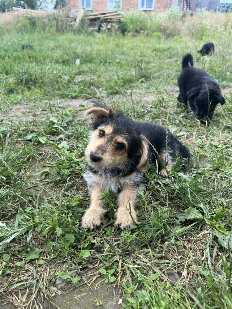 Собачка Собака Цуцик Песик