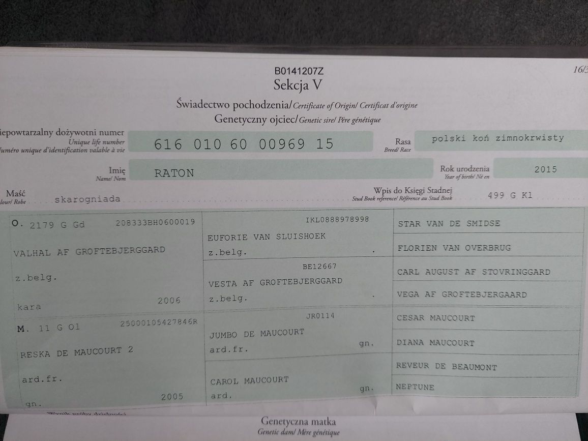 Sprzedam klacz zimnokrwistą