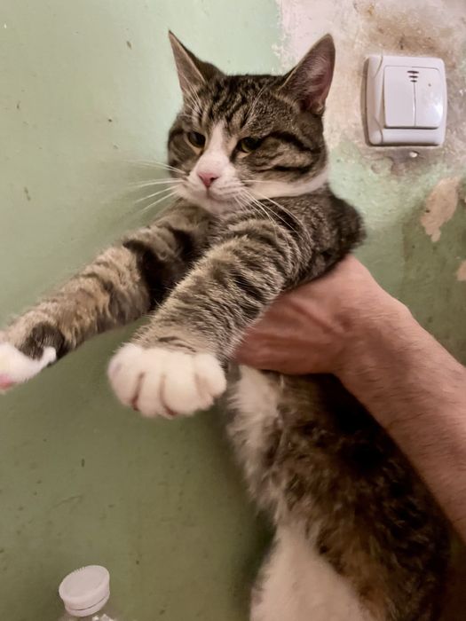 Котенок кот мальчик крупный полосатый белый