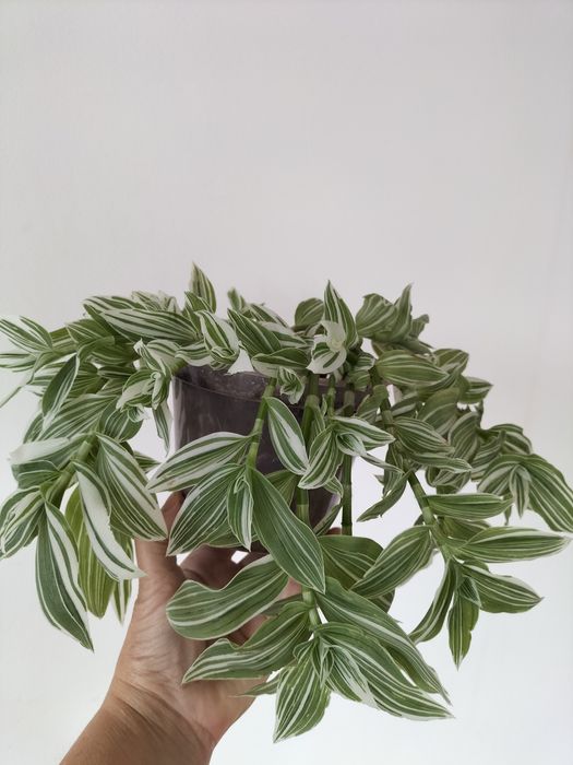 Традесканція зебріна