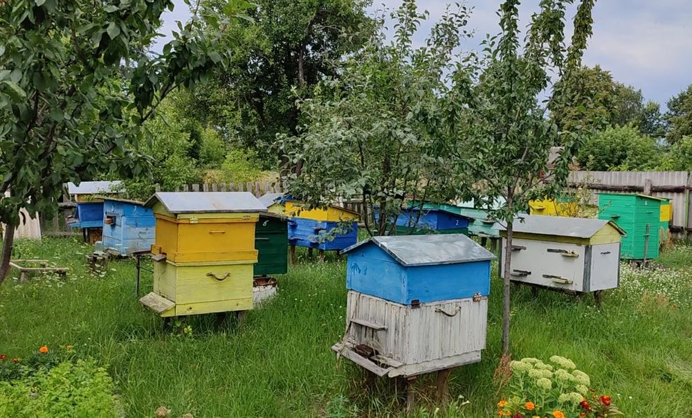 Вулики, бджоли, Коростень