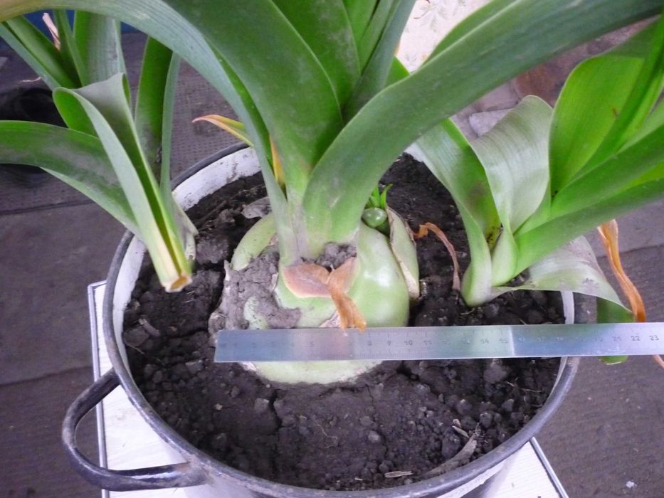 Цибуля індійська.Лук Индийский