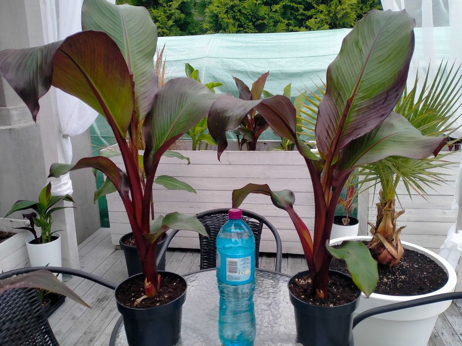 Bananowiec ensete ventricosum maurelli