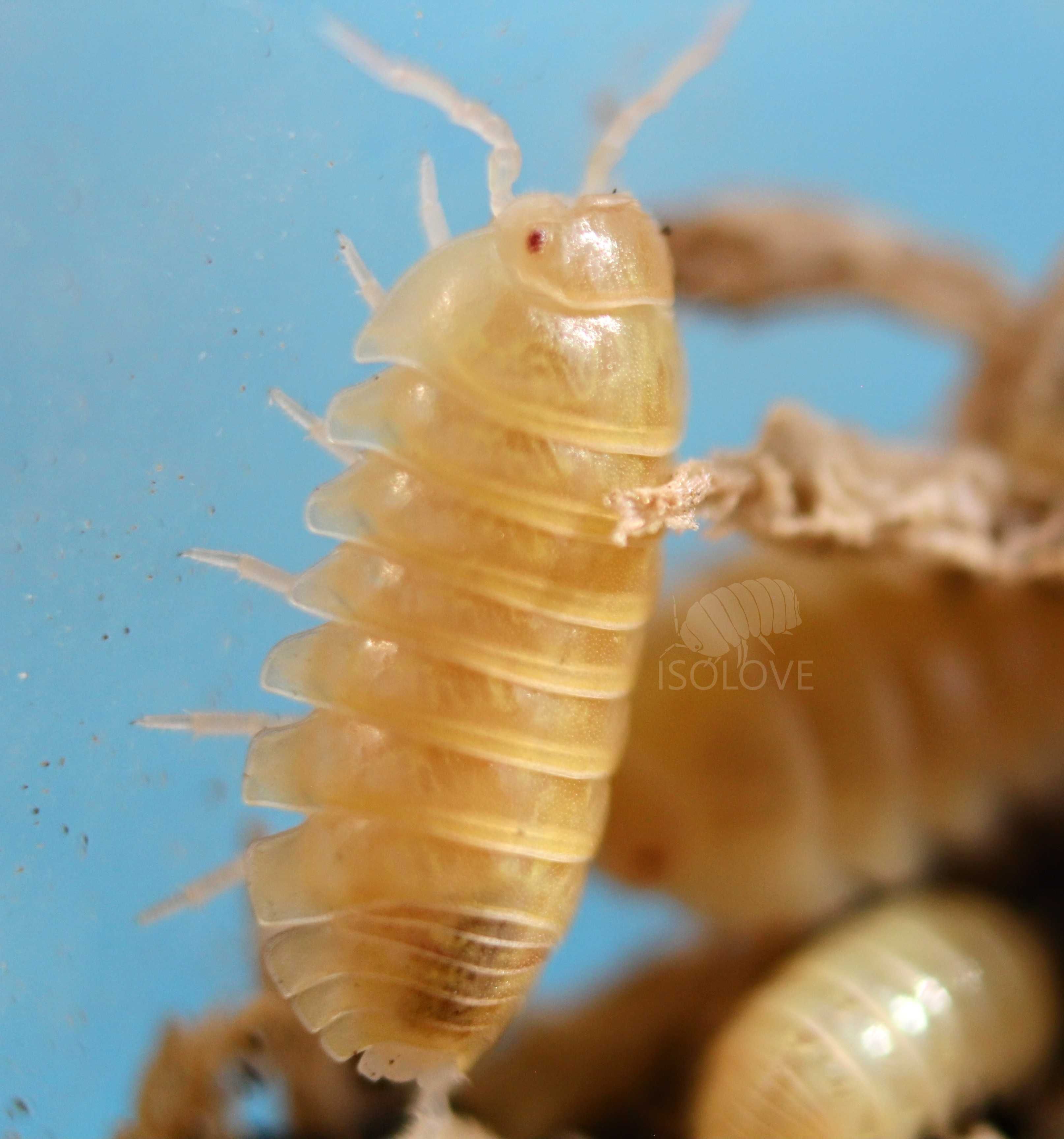 Armadillidium vulgare "albino T+", równonogi, isopoda, kulanki