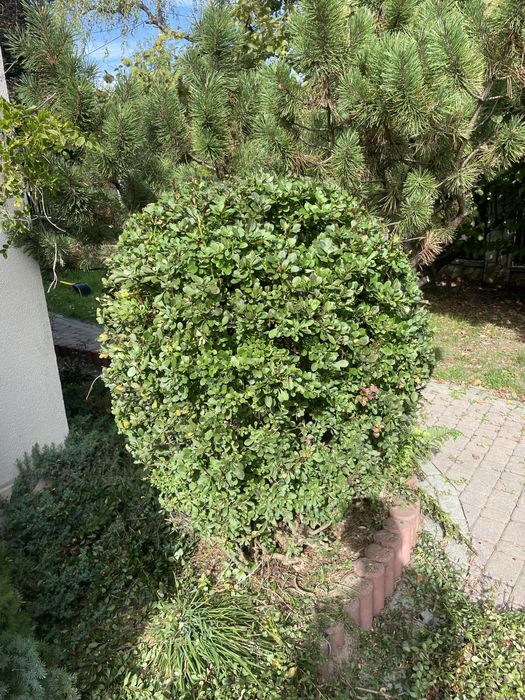 WKOŁO DOMU- mycie kostki,elewacji,ogrodnik,malowanie wnętrz,sprzatanie