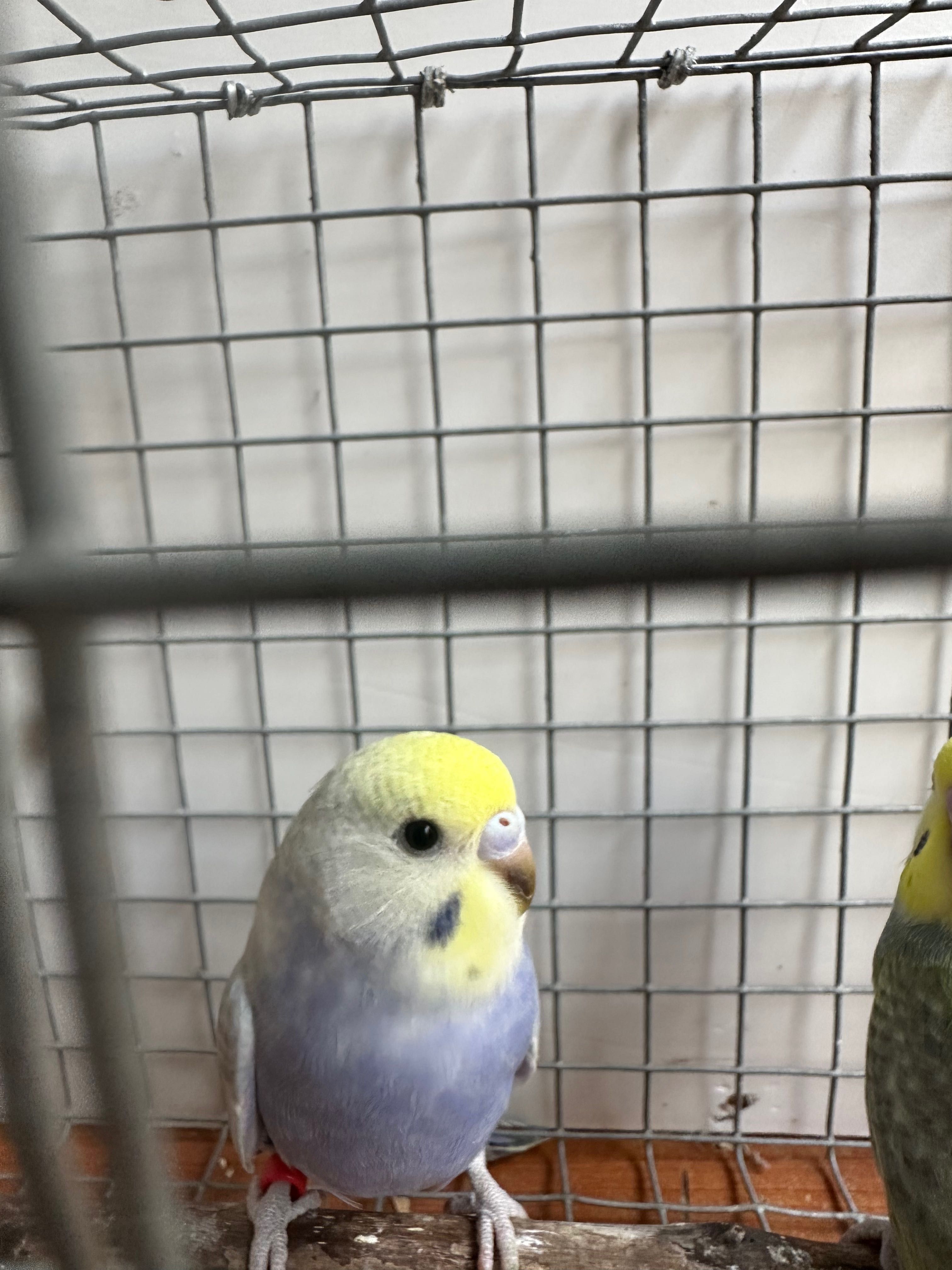 Aves anilhadas  para ceder