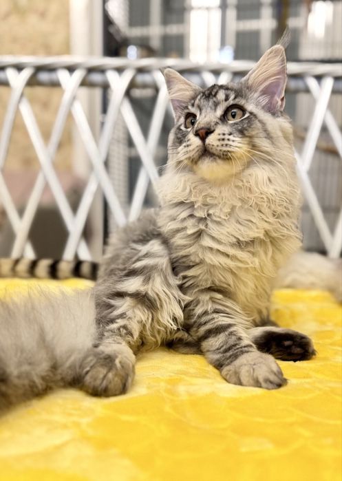 Мейн кун котята - три пушистых богатыря