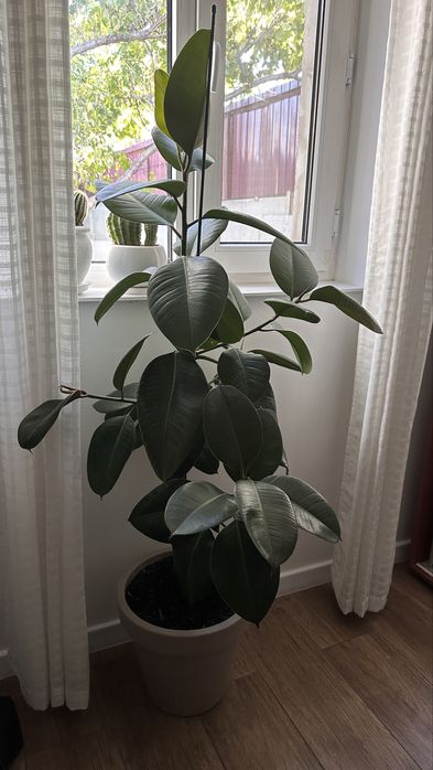 Фикус 1,5 метра с вазоном