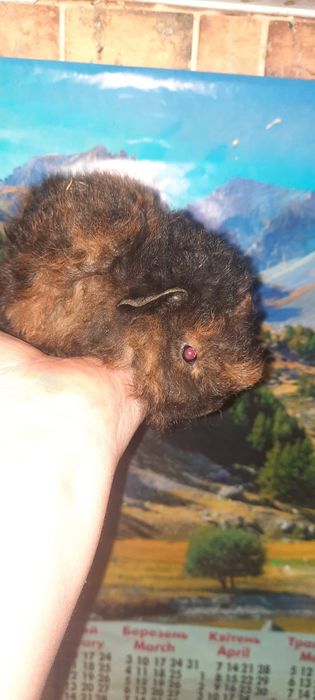 Породиста довгошерста морська свинка