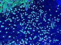 Euphyllia blue violet fluo tip akwarium morskie