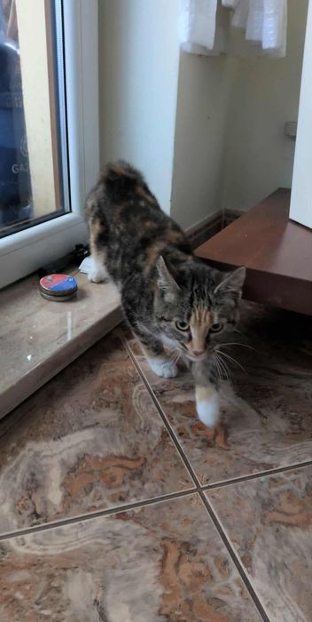 Znaleziony kot w lesie w Malachinie