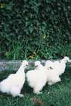 Silkie/Sedosa do Japão