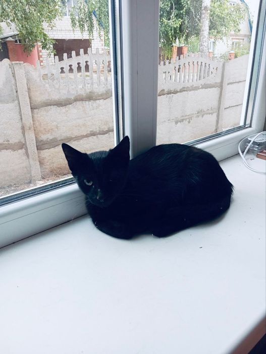 Котята котик мальчик котенок