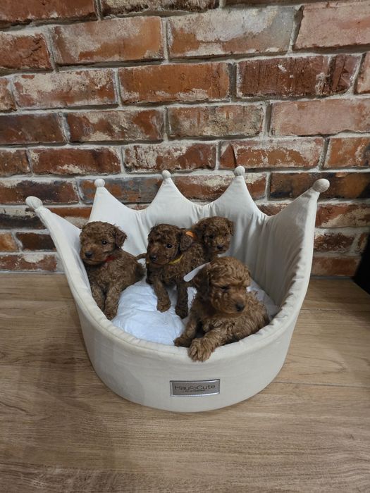 Piesek pudel toy red braun!!