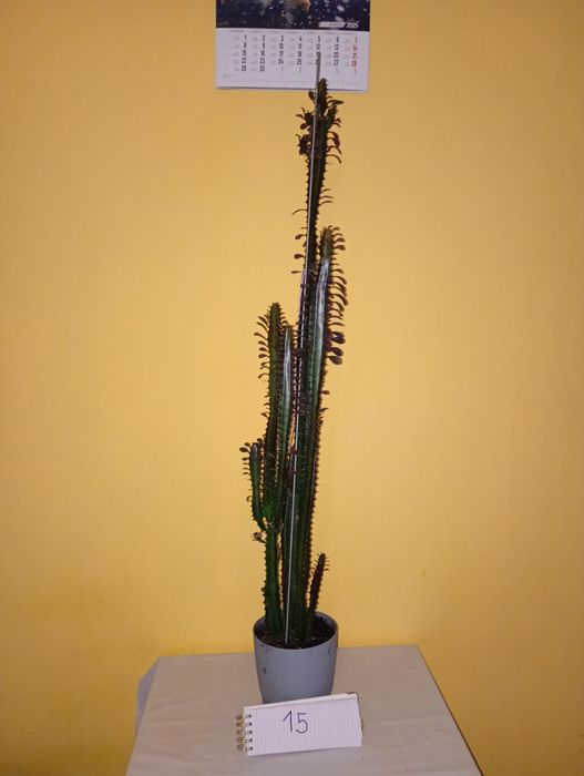 Kwiaty doniczkowe