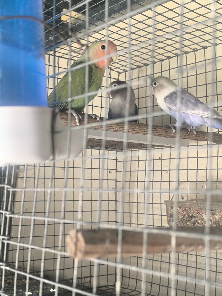 Lote de4 agaponis