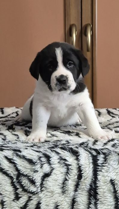 Owczarek Środkowoazjatycki