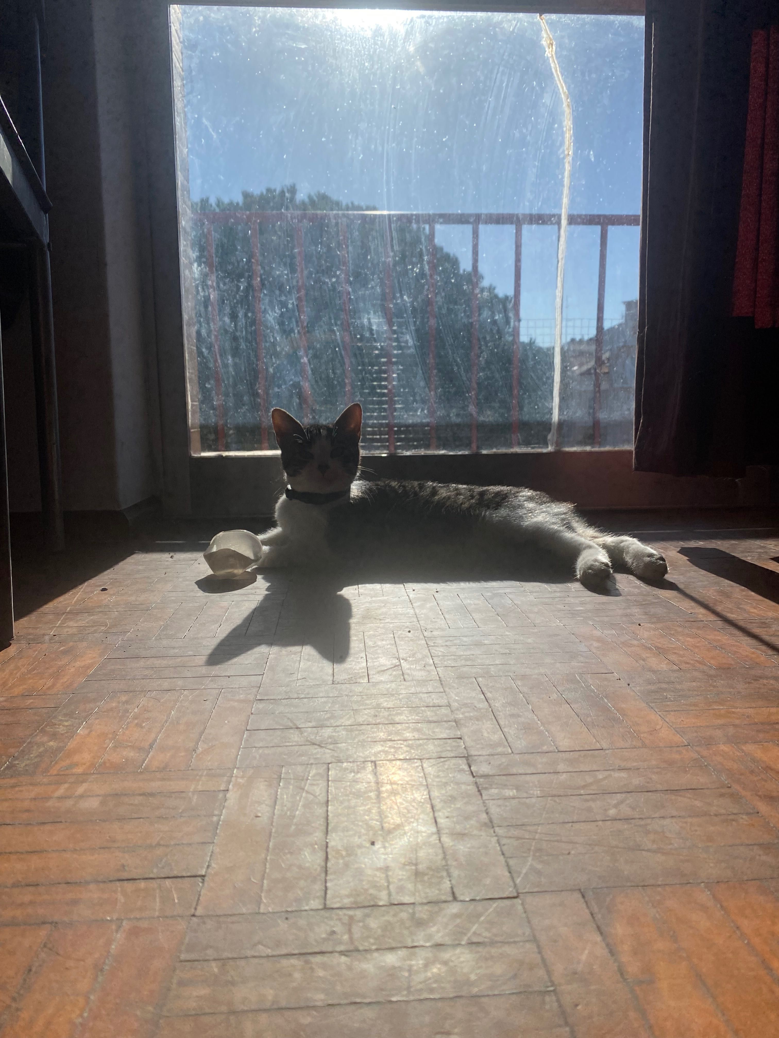 Adoção responsável de gatinho