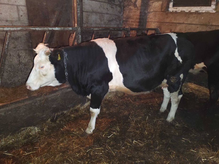 jałówka mleczna wysokocielna