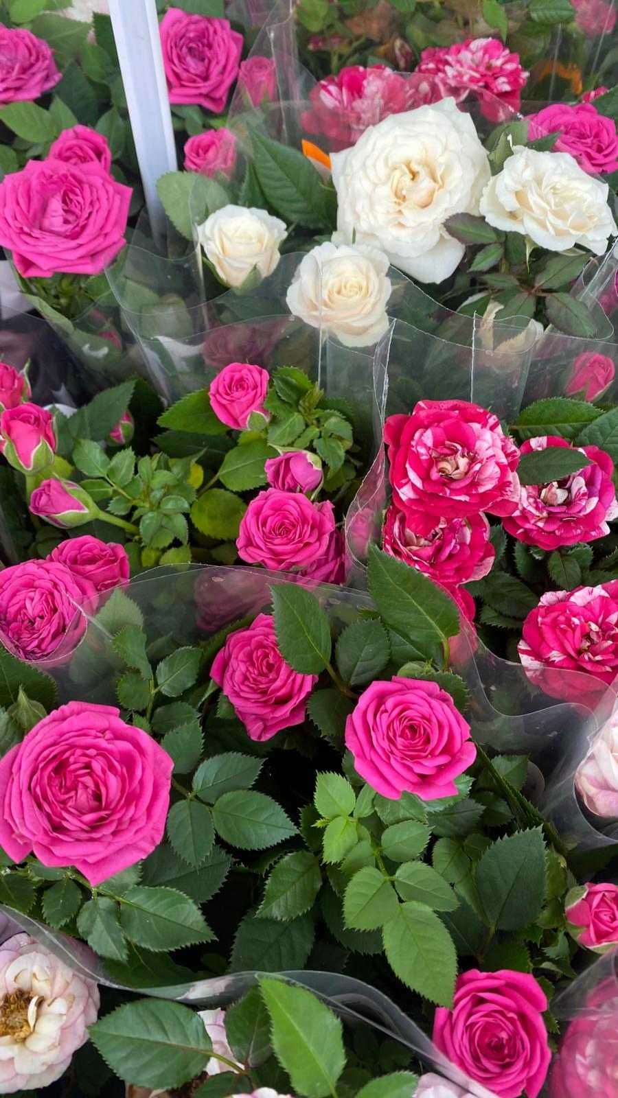 Roseiras várias cores