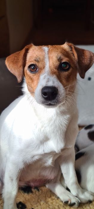 Jack Russell Terrier samiec William