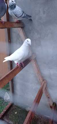 Gołębie pocztowe samiec biały