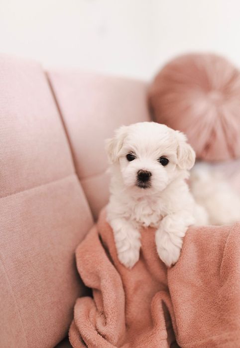 Maltańczyk z rodowodem i chipem / gotowy do odbioru