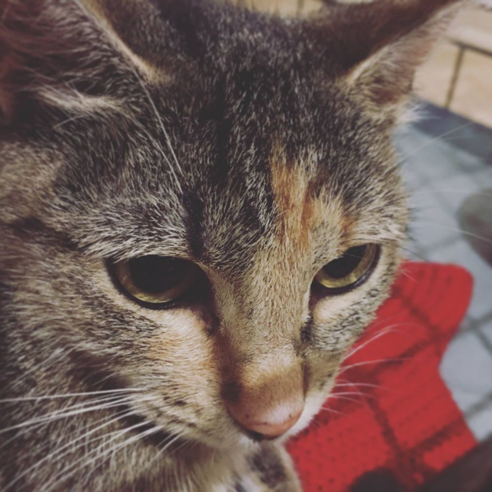 Kotka Lina do adopcji