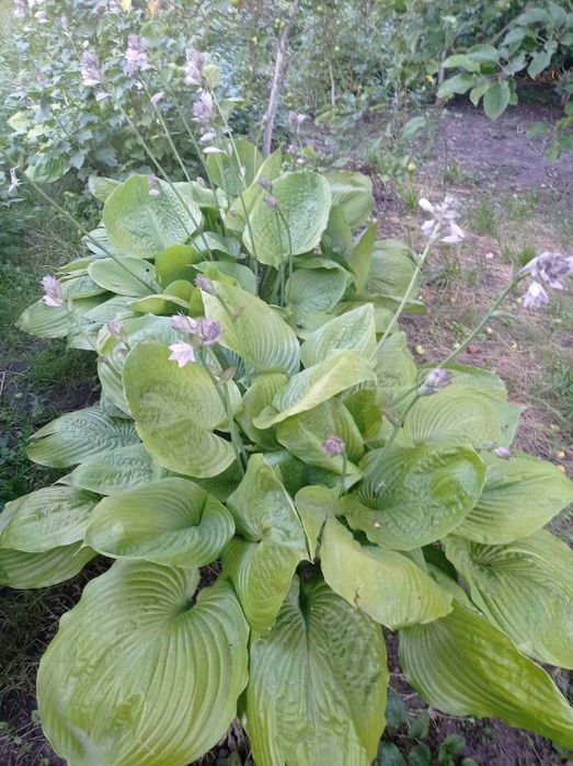 Продам саджанці різних квітів