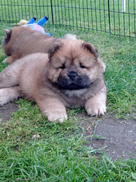 Chow Chow piesek z rodowodem ZKwP/FCI