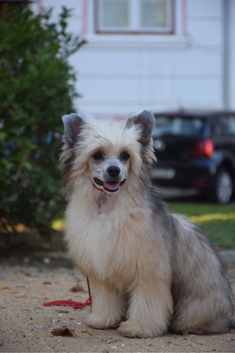 Cão de Crista Chines - Variedade Powderpuff