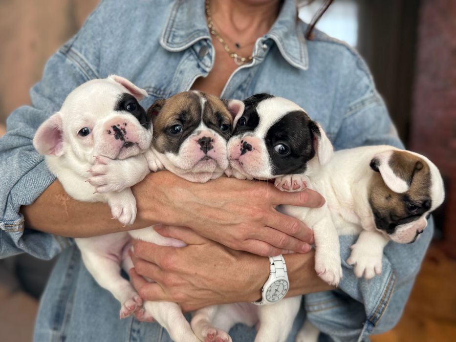 Цуценята французького бульдога