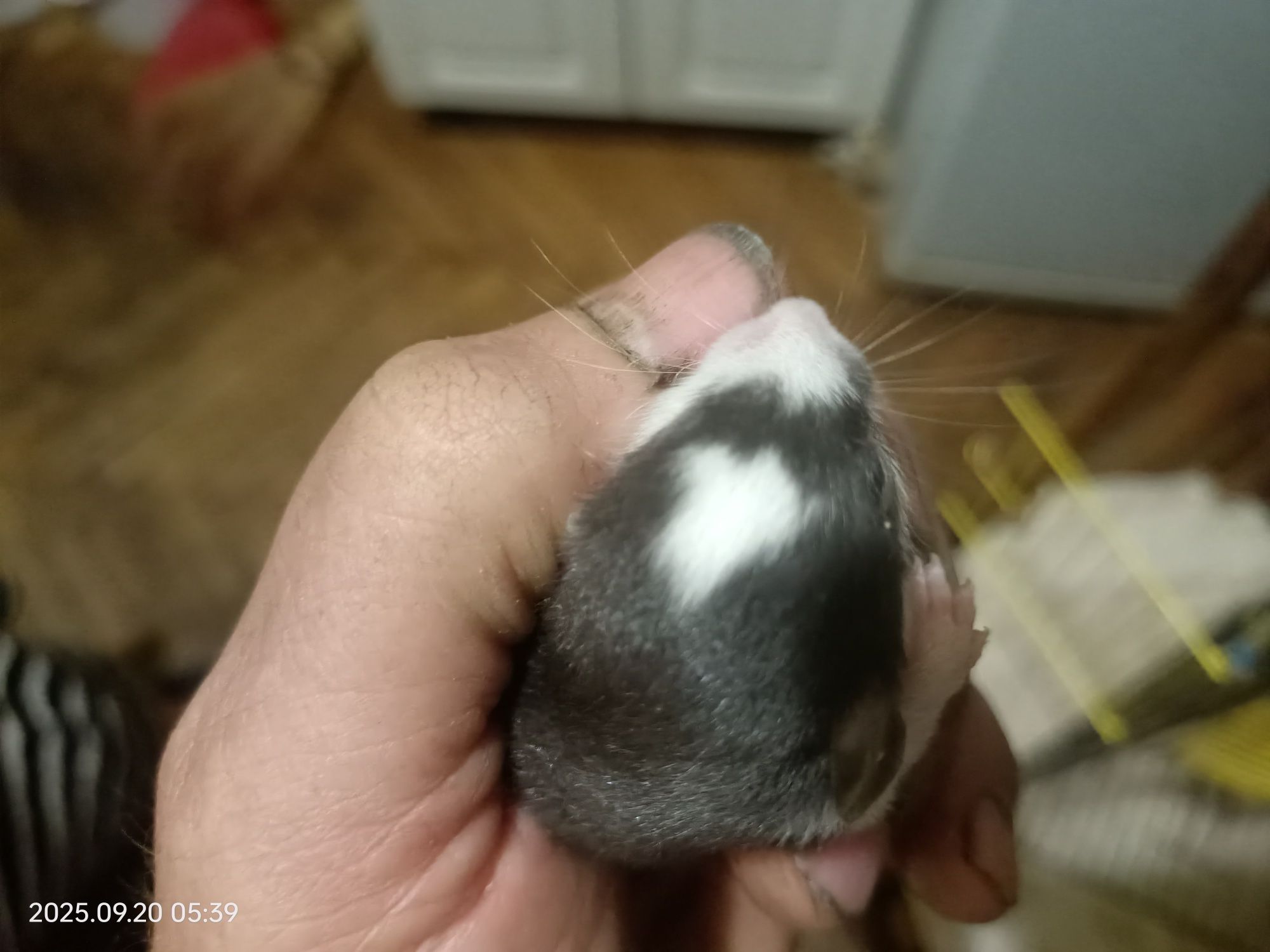 Криски Дамбо 3 тижні.