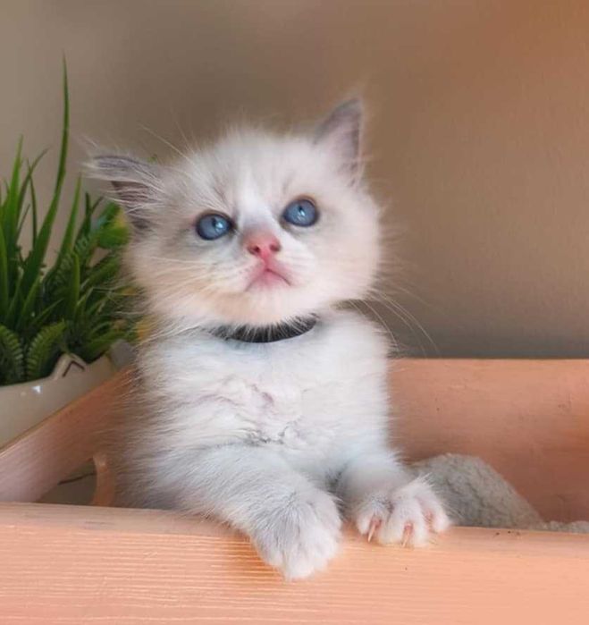 EGON - łagodny i radosny kocurek rasy Ragdoll.