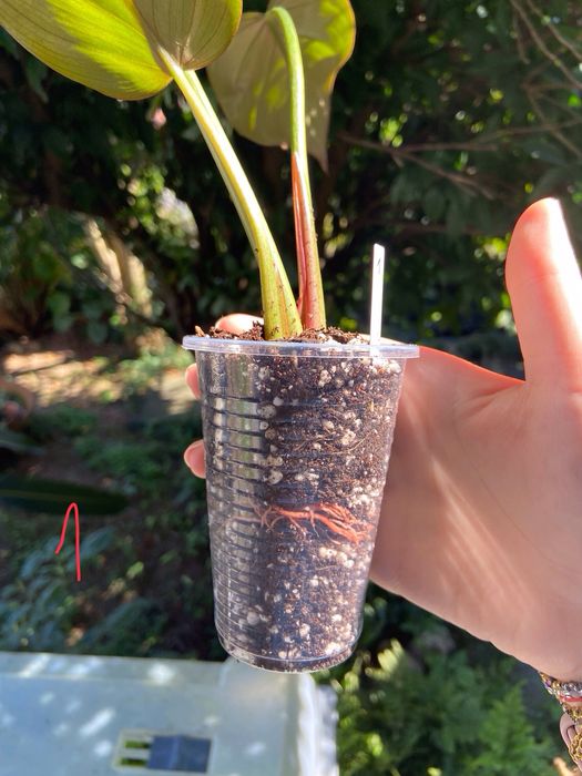 Philodendron Summer Glory