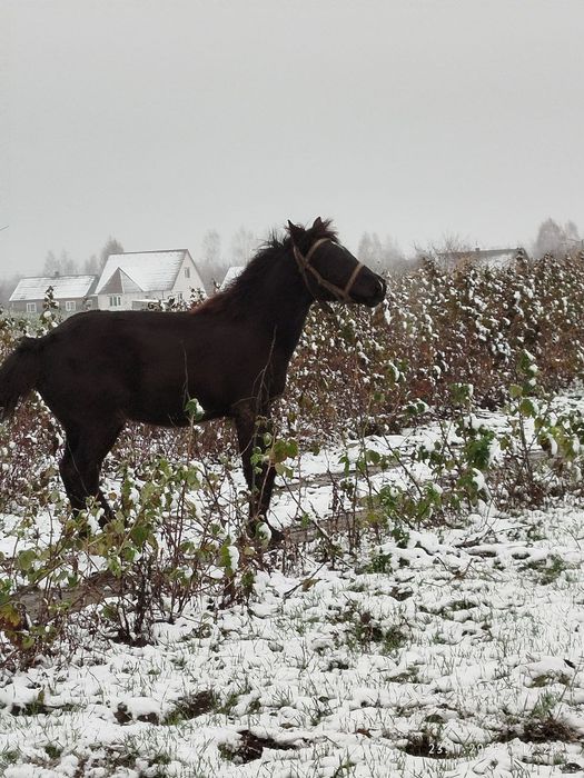 Продам спокійну лошичка.