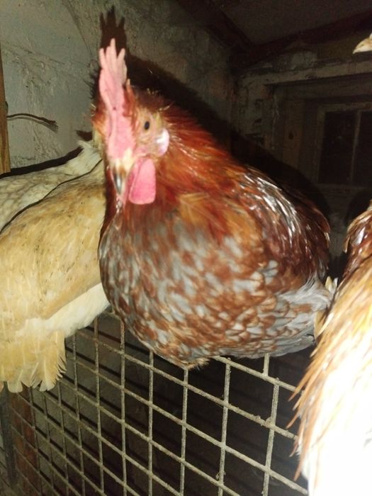 Sprzedam Młode koguty z czerwca tego roku to chowu