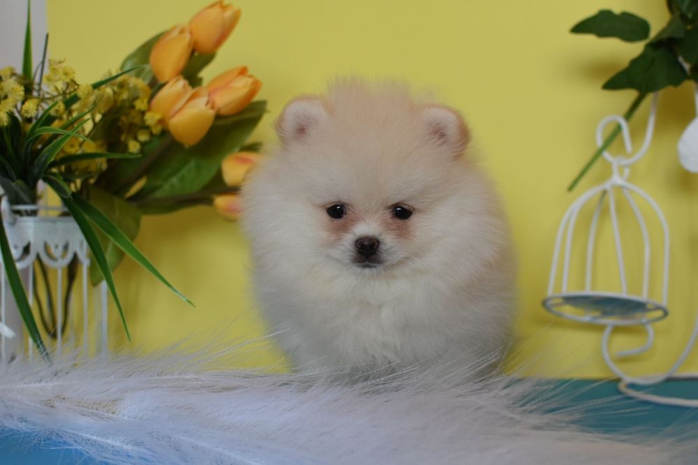 Цуцик померанького шпіца