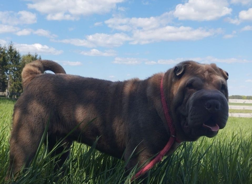 Shar pei pies  2 lata